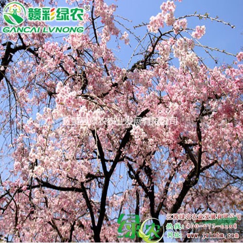 八重紅枝垂櫻 正宗紅枝櫻花 八重垂枝櫻花小苗供應包成活  