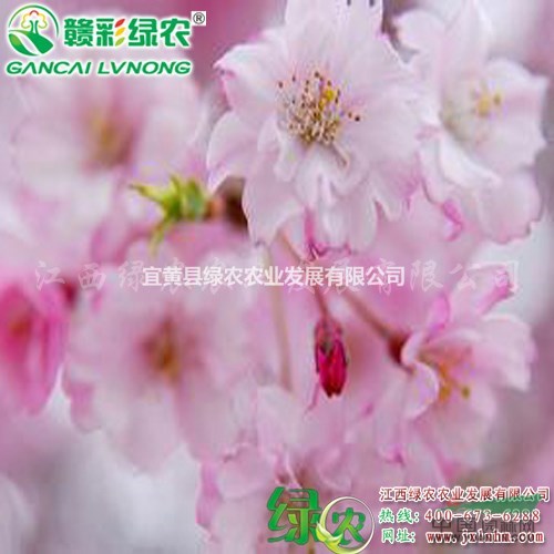 八重紅枝垂櫻 正宗紅枝櫻花 八重垂枝櫻花小苗供應包成活  
