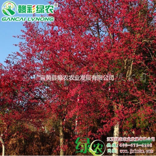 臺(tái)灣鐘櫻花 正宗鐘櫻花樹苗 臺(tái)灣紅花櫻花 大紅花櫻花小苗供應(yīng)