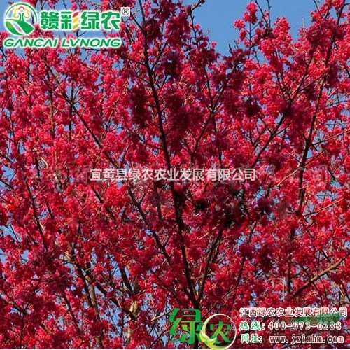 臺(tái)灣鐘櫻花 正宗鐘櫻花樹苗 臺(tái)灣紅花櫻花 大紅花櫻花小苗供應(yīng)