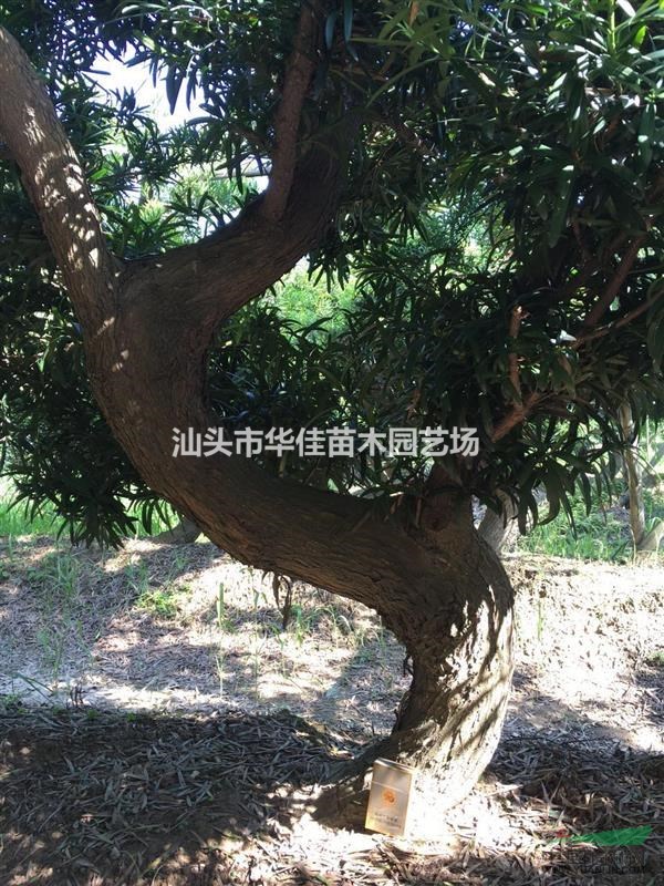 廣東羅漢松批發(fā)/造型羅漢松//羅漢松直銷/地徑13-16公分