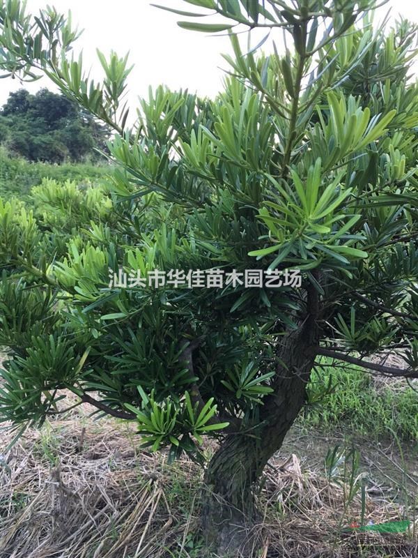 廣東羅漢松批發(fā)/直樹羅漢松/臺灣羅漢松/地徑13-16公分