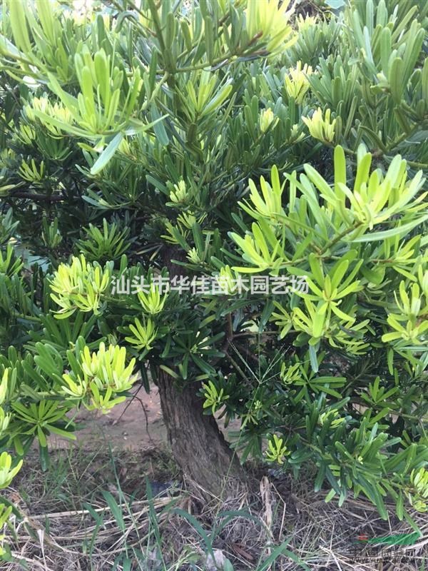 廣東羅漢松批發(fā)/直樹羅漢松/臺灣羅漢松/地徑13-16公分