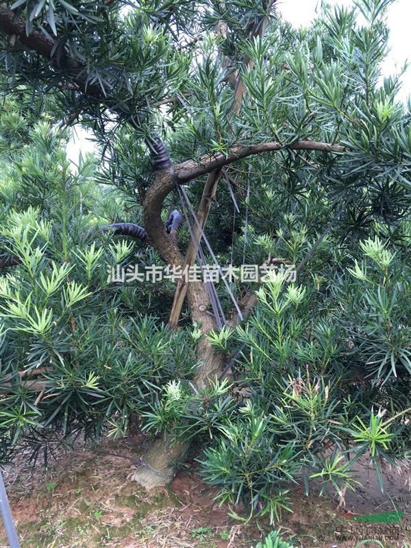 造型羅漢松/羅漢松地苗/S型羅漢松/地徑15-18公分