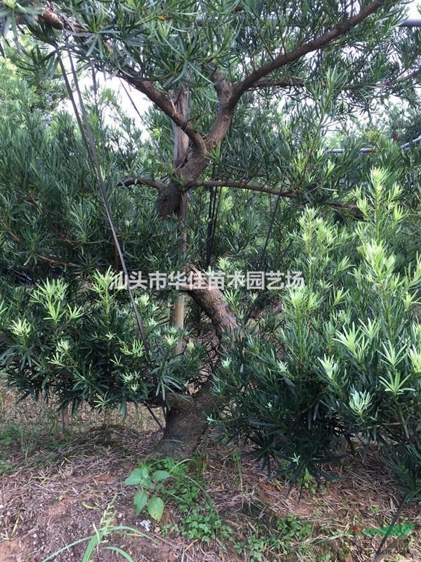 造型羅漢松/羅漢松地苗/S型羅漢松/地徑15-18公分