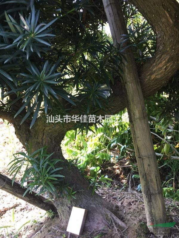 廣東地區(qū)批發(fā)S型羅漢松/彎頭造型羅漢松/地徑10-13公分