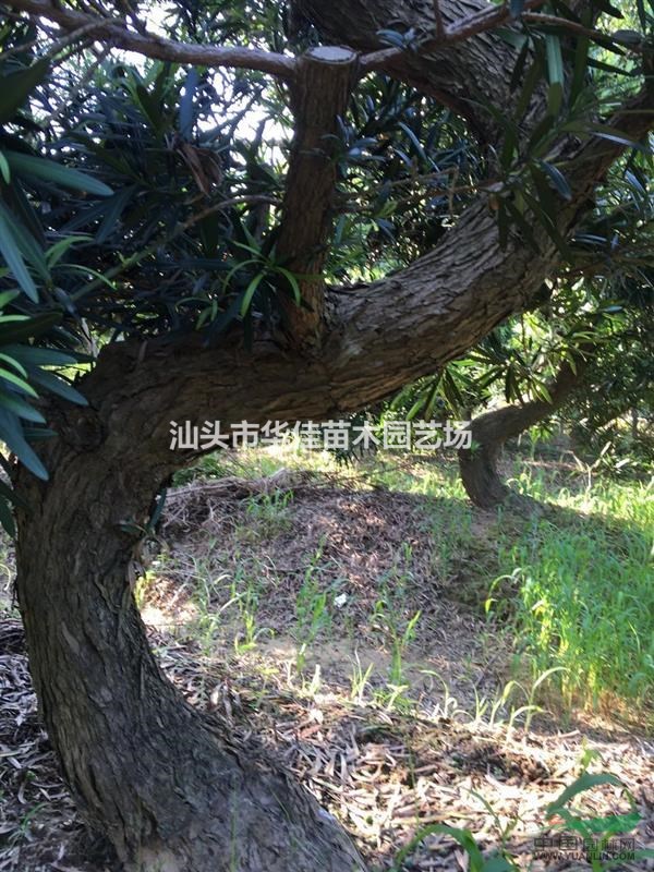廣東地區(qū)批發(fā)S型羅漢松/彎頭造型羅漢松/地徑10-13公分