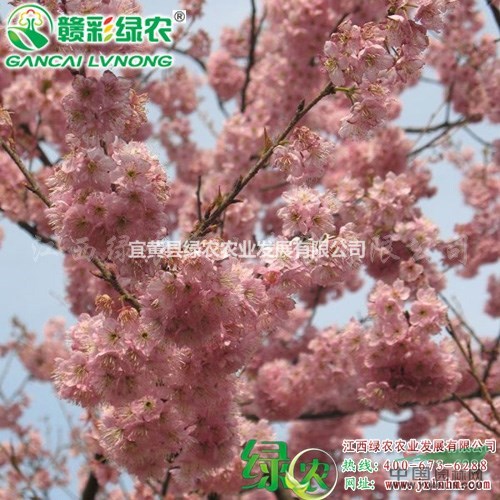 初美人櫻樹(shù)苗報(bào)價(jià) 正宗初美人櫻花嫁接苗 正宗櫻花小苗供應(yīng)  