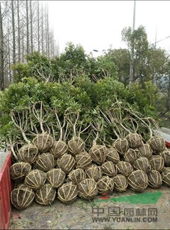 供應五5公分楊梅樹