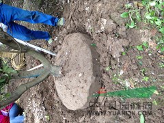 供應五5公分楊梅樹