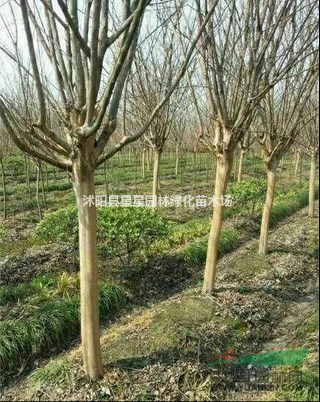 江蘇紫薇特價，優(yōu)質(zhì)紫薇，紫薇最新價格，歡迎來電咨詢。