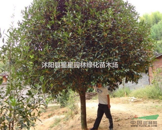 丹桂花行情報價\丹桂花圖片展示