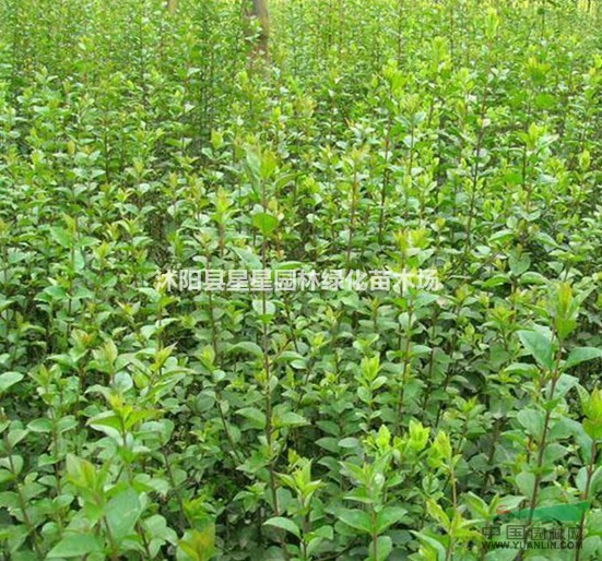 江蘇大量批發(fā)小葉女貞報價/小葉女貞圖片
