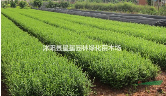 江蘇大量批發(fā)小葉女貞報價/小葉女貞圖片