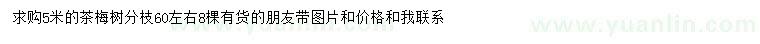 求購5米茶梅樹