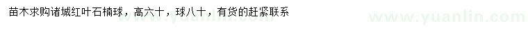 求購高60公分紅葉石楠球