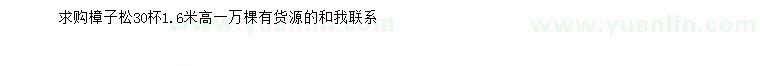 求購高1.6米樟子松