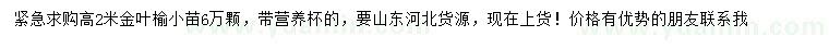 求購高2米金葉榆小苗