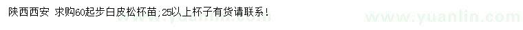 求購(gòu)60公分起步白皮松