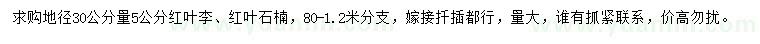 求購地徑30公分量5公分紅葉李、紅葉石楠