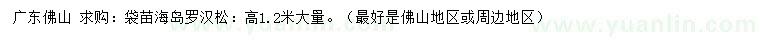 求購(gòu)高1.2米羅漢松