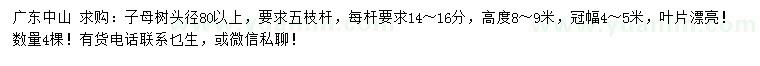 求購(gòu)頭徑80公分以上子母樹(shù)