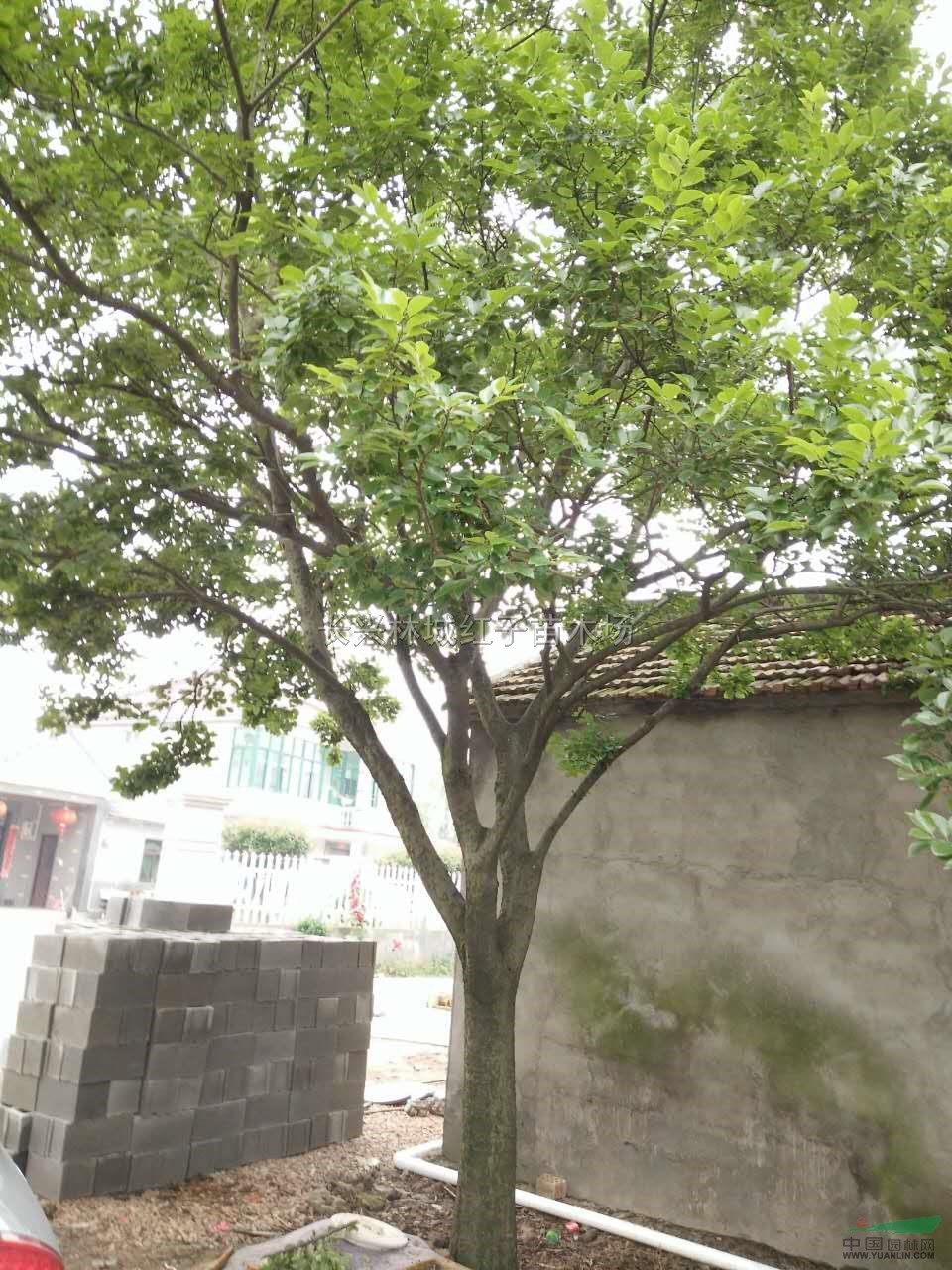 浙江广玉兰、红玉兰、紫玉兰、白玉兰介绍