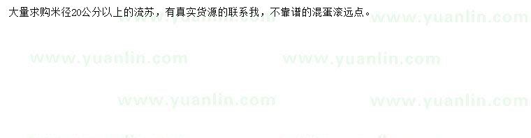 求購(gòu)米徑20公分以上流蘇