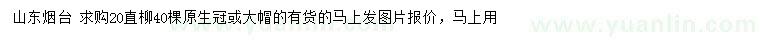 求購20公分直柳