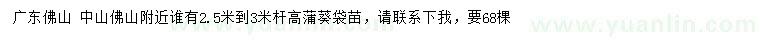 求購2.5-3米桿高蒲葵