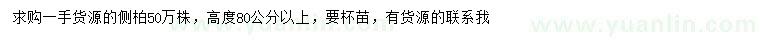 求購高度80公分以上側(cè)柏