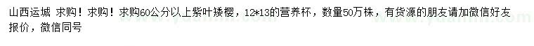 求購(gòu)60公分以上紫葉矮櫻