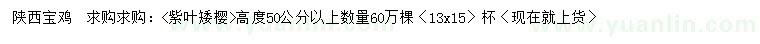 求購高度50公分以上紫葉矮櫻