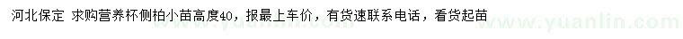 求購(gòu)高度40公分側(cè)柏小苗