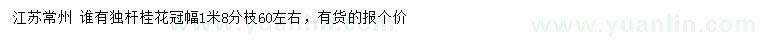 求購(gòu)冠幅1.8米獨(dú)桿桂花