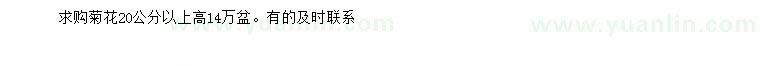 求購(gòu)20公分以上菊花