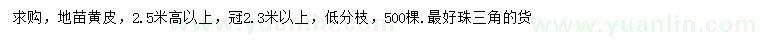 求購高2.5米以上黃皮地苗