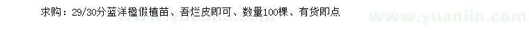 求購29、30公分藍洋楹假植苗