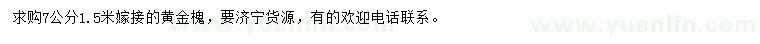 求購(gòu)7公分嫁接黃金槐