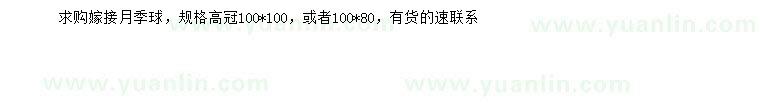 求購高度100*100嫁接月季球