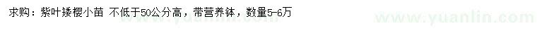 求購高度50公分紫葉矮櫻小苗