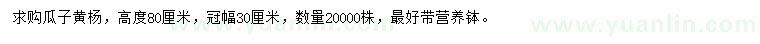 求購高度80公分瓜子黃楊