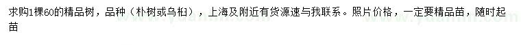 求購60公分精品樸樹或烏桕
