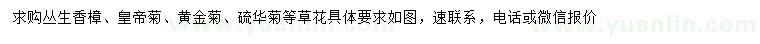 求購叢生香樟、皇帝菊、黃金菊等