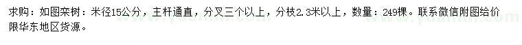求購米徑15公分欒樹