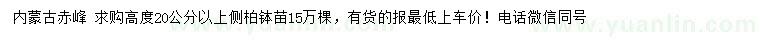 求購高度20公分以上側(cè)柏