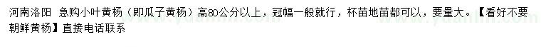 求購高80公分以上小葉黃楊（瓜子黃楊）
