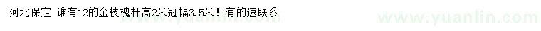 求購12公分金枝槐
