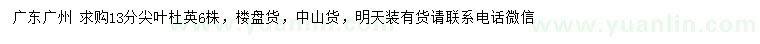求購(gòu)13公分尖葉杜英