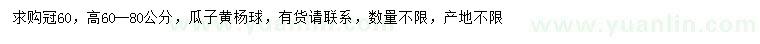 求購冠幅60公分瓜子黃楊球